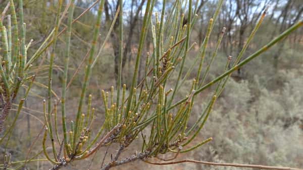 Casuarina pauper photo