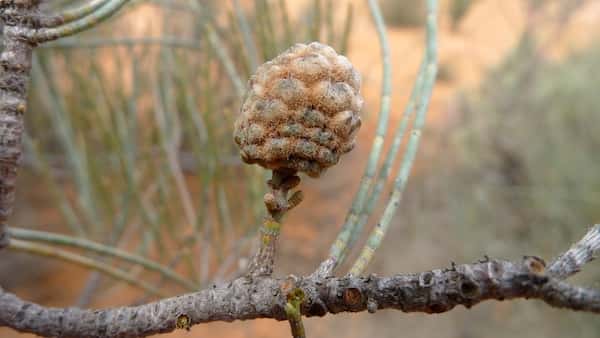 Casuarina pauper photo