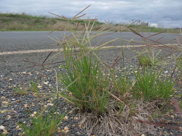 Chloris truncata photo