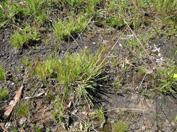 Chloris truncata - Windmill Grass