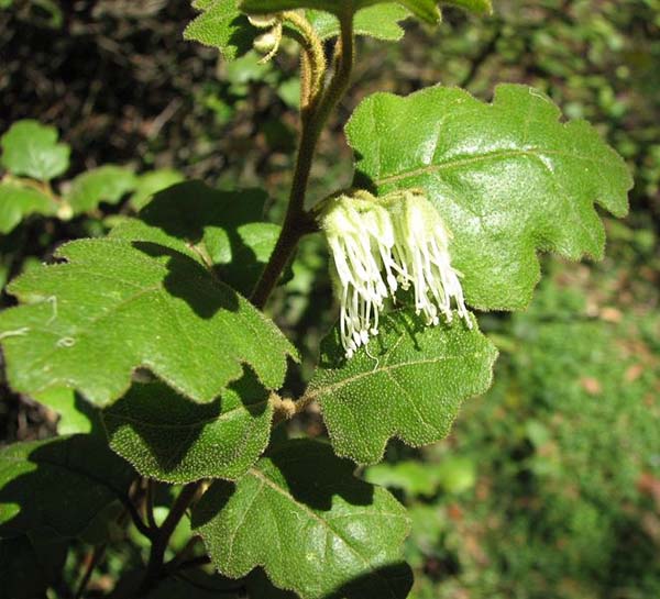 Chorilaena quercifolia photo