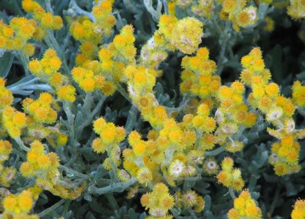 Chrysocephalum apiculatum photo