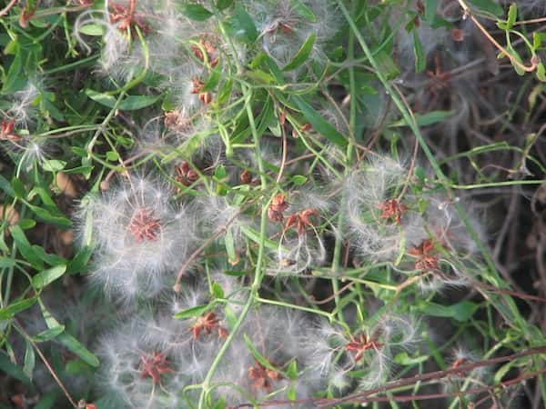 Clematis microphylla photo