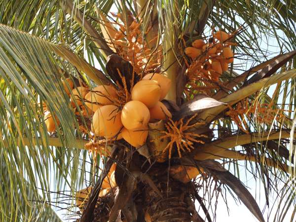 Cocos nucifera photo