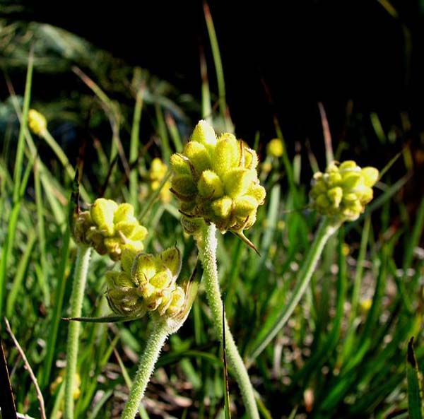 Conostylis aculeata photo