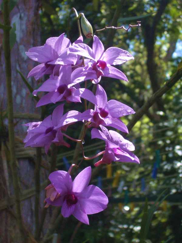 Vappodes phalaenopsis photo