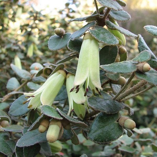 Correa reflexa var nummulariifolia photo