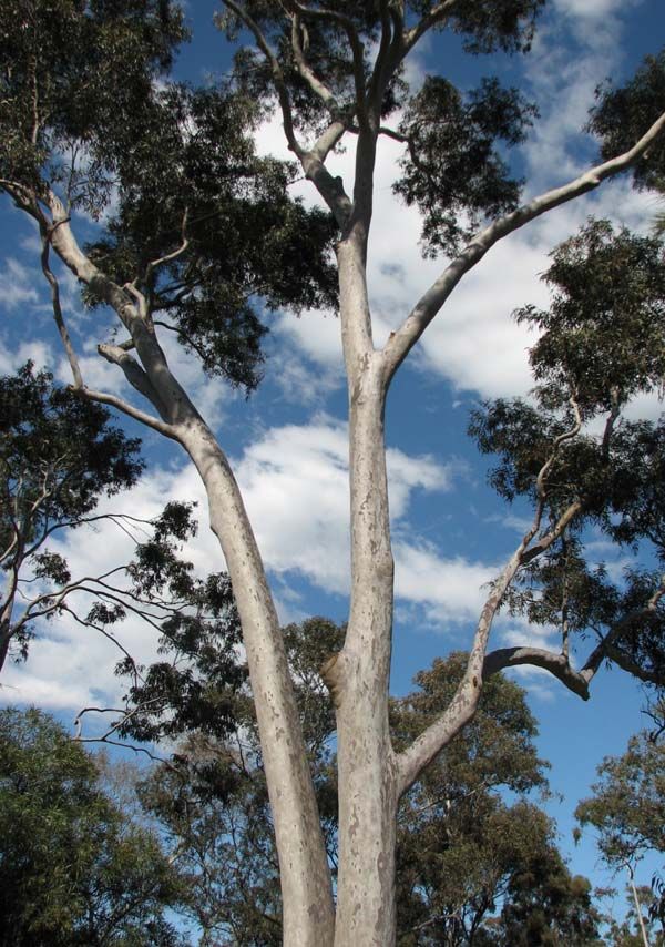 Corymbia maculata photo