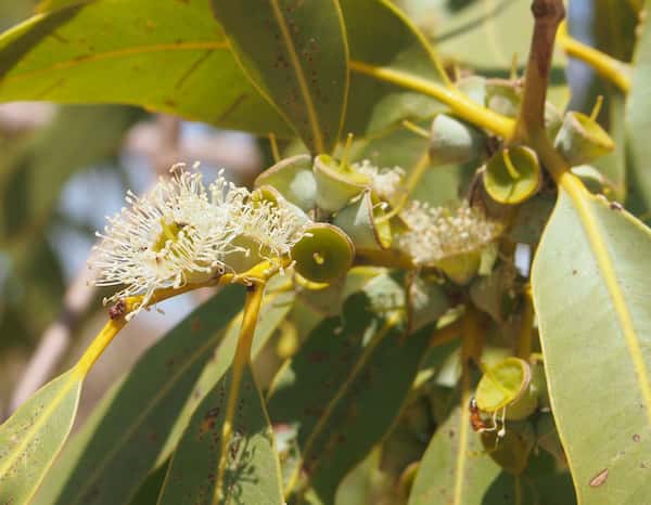 Corymbia aparrerinja photo