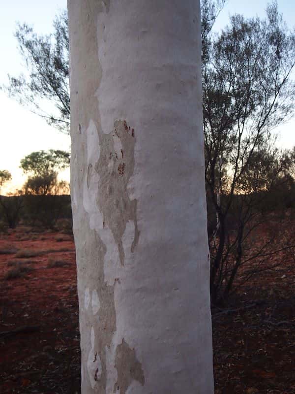 Corymbia aparrerinja photo