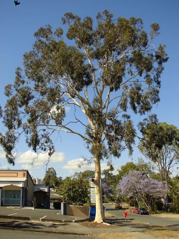 Corymbia citriodora photo