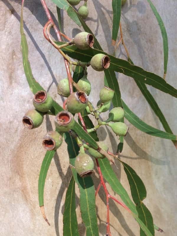 Corymbia citriodora photo