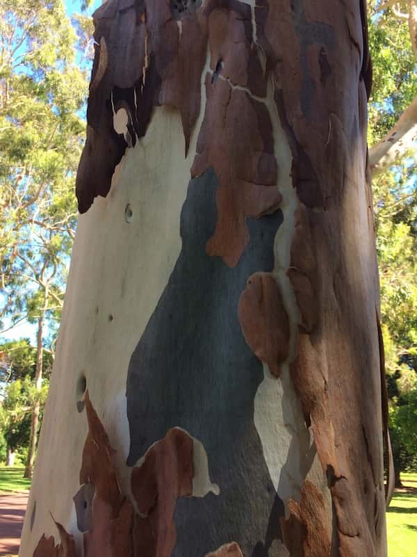 Corymbia citriodora photo