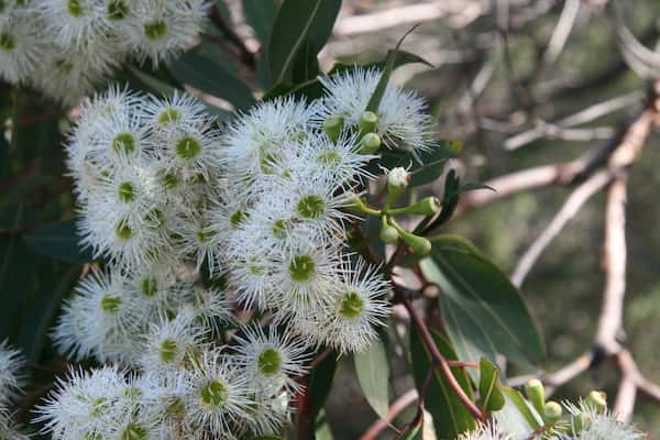 Corymbia gummifera photo