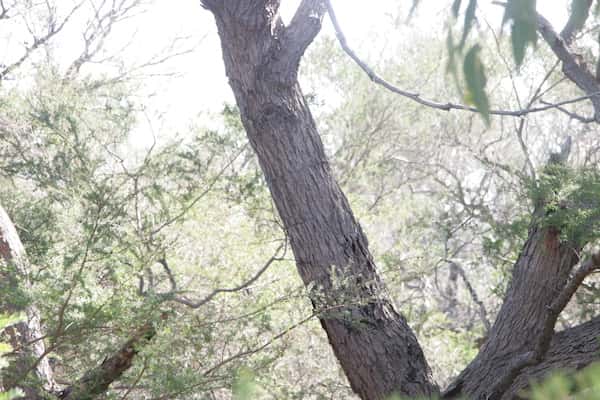 Corymbia gummifera photo