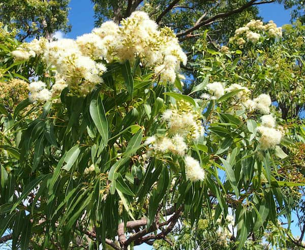 Corymbia intermedia photo