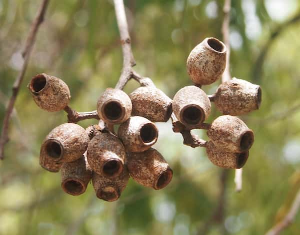 Corymbia intermedia photo