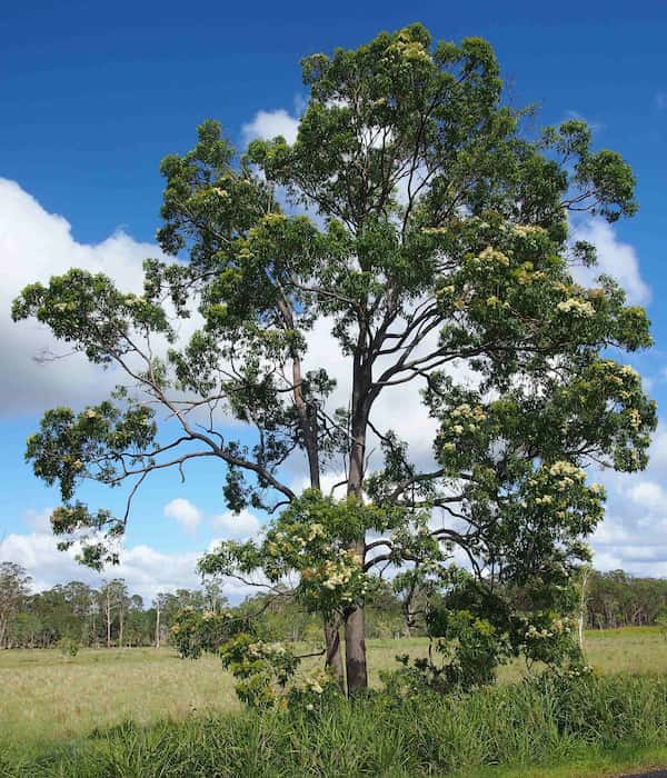 Corymbia intermedia photo