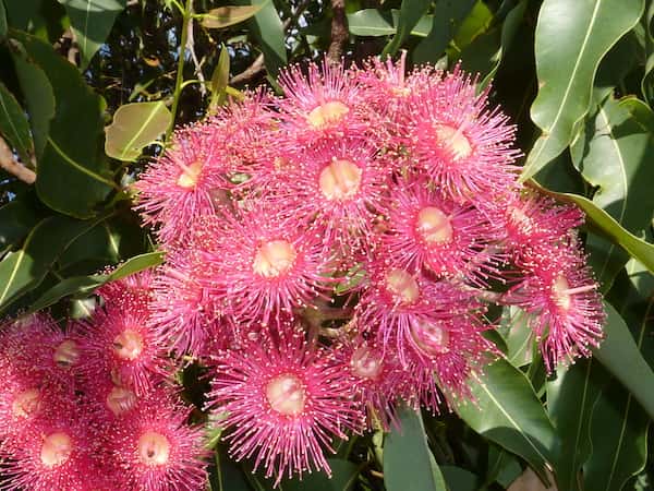 Corymbia ptychocarpa photo