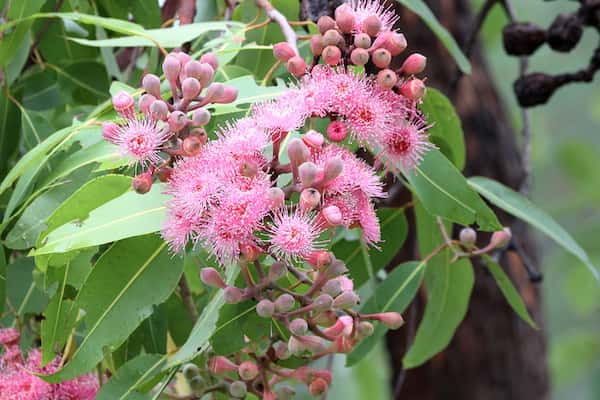 Corymbia ptychocarpa photo