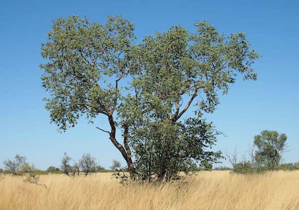 Corymbia setosa photo