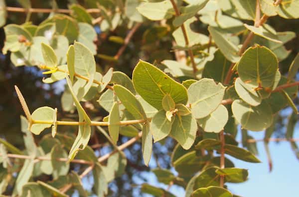 Corymbia setosa photo