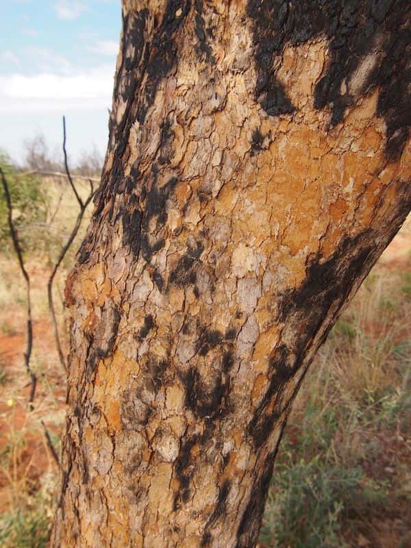 Corymbia setosa photo