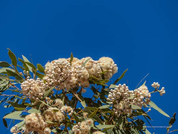 Corymbia terminalis photo