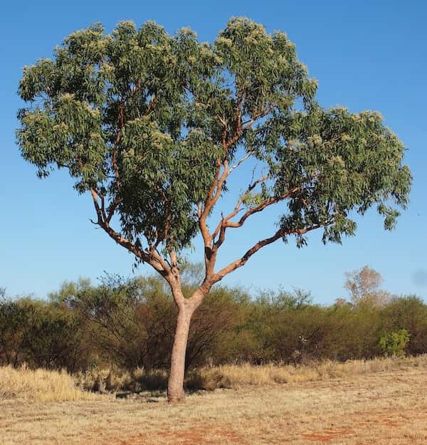 Corymbia terminalis photo