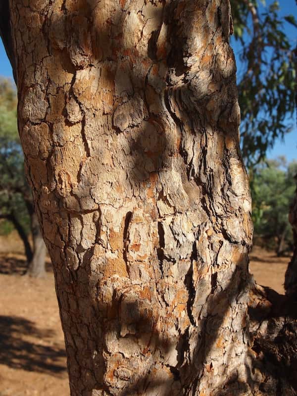 Corymbia terminalis photo