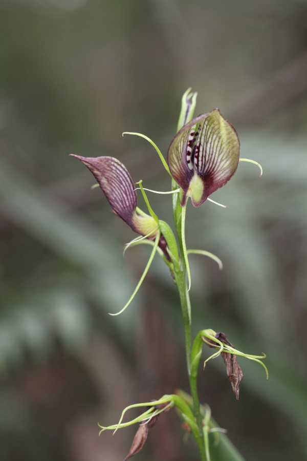 Cryptostylis erecta photo