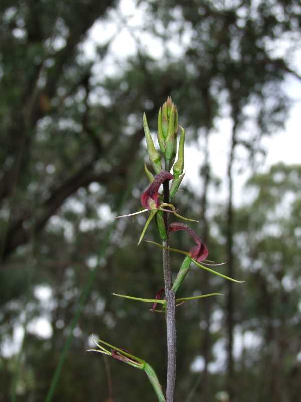 Cryptostylis leptochila photo