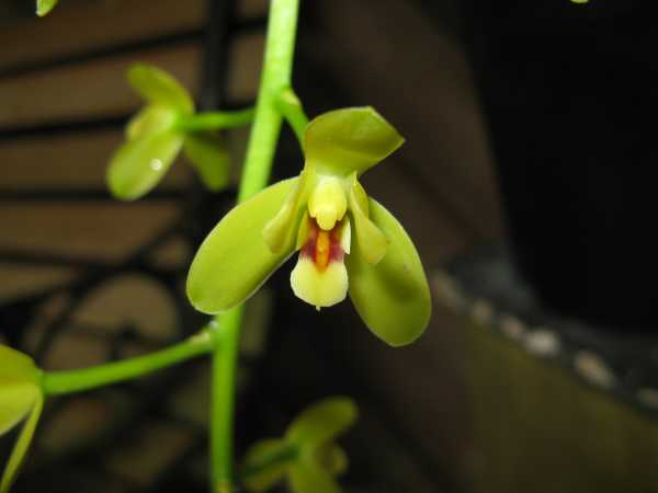 Cymbidium madidum photo