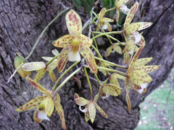 Cymbidium canaliculatum photo