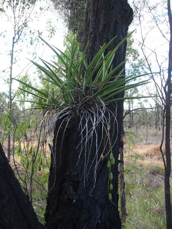 Cymbidium canaliculatum photo