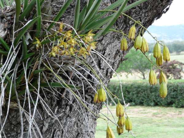 Cymbidium canaliculatum photo