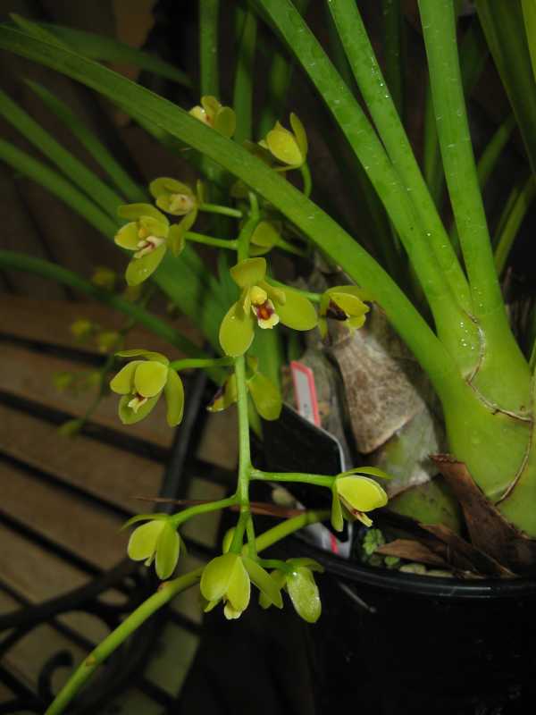 Cymbidium madidum photo