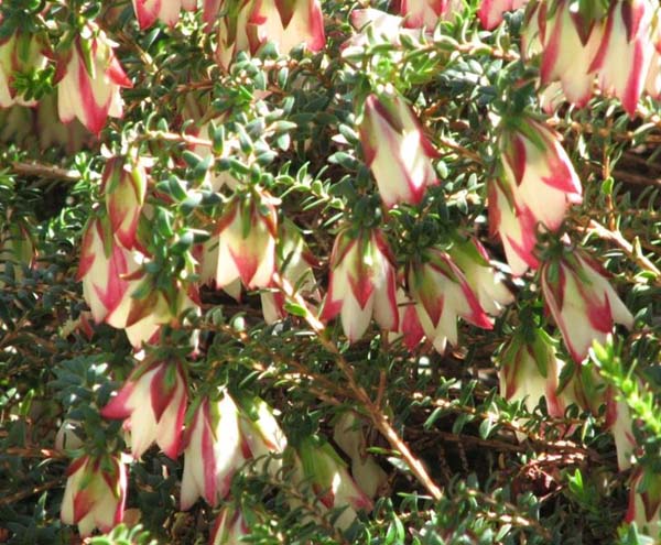 Darwinia macrostegia photo