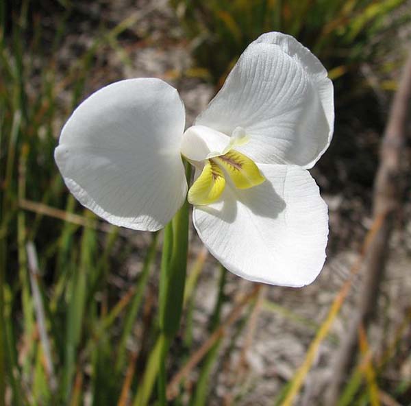 Diplarrena moraea photo