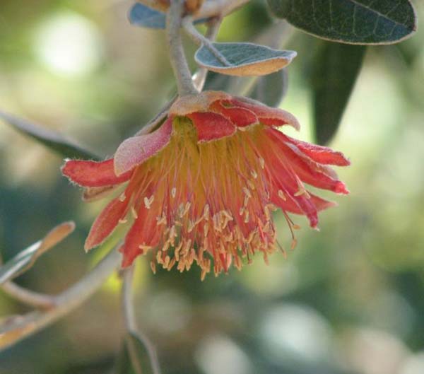 Diplolaena grandiflora photo