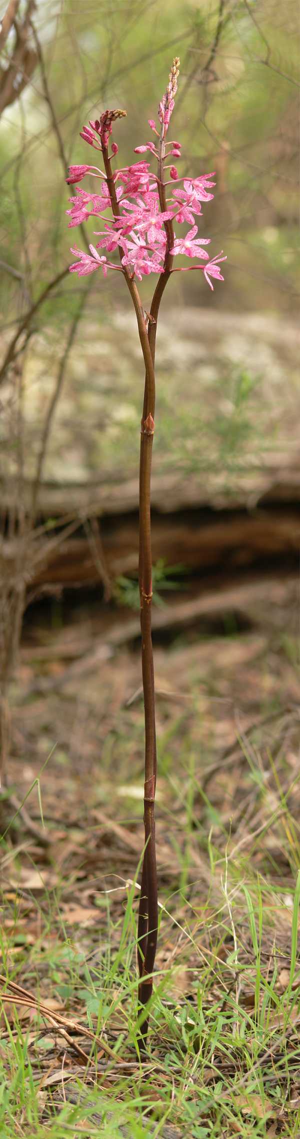 Dipodium roseum photo