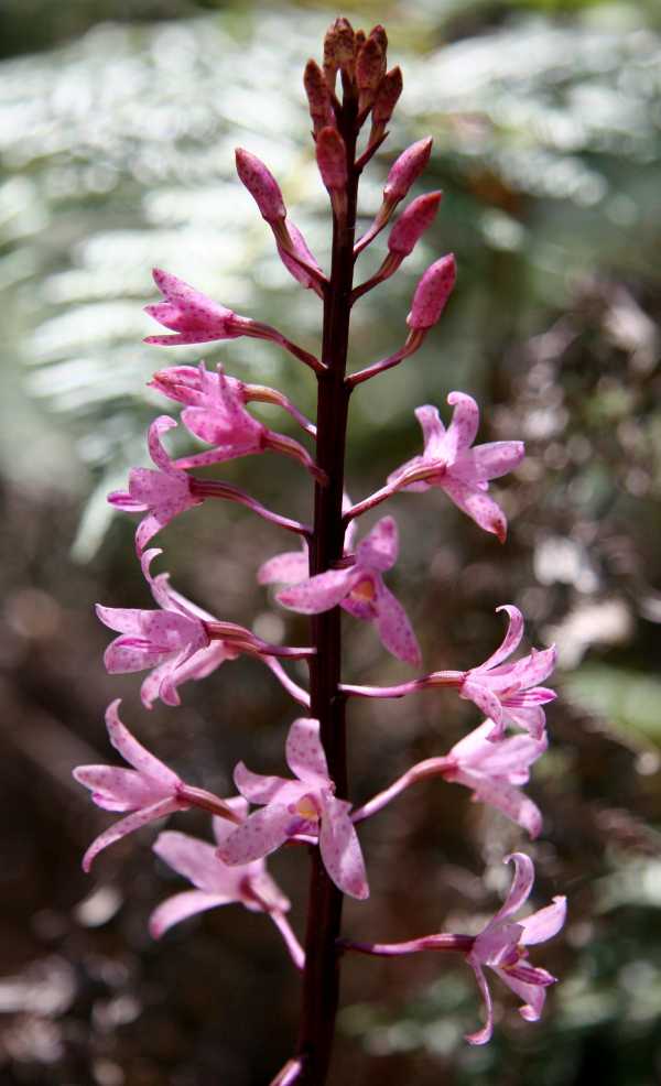 Dipodium roseum photo