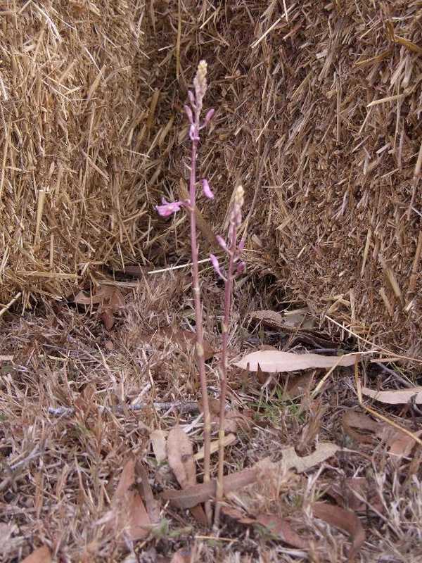 Dipodium elegantulum photo