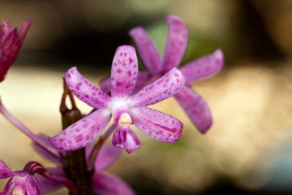 Dipodium punctatum photo