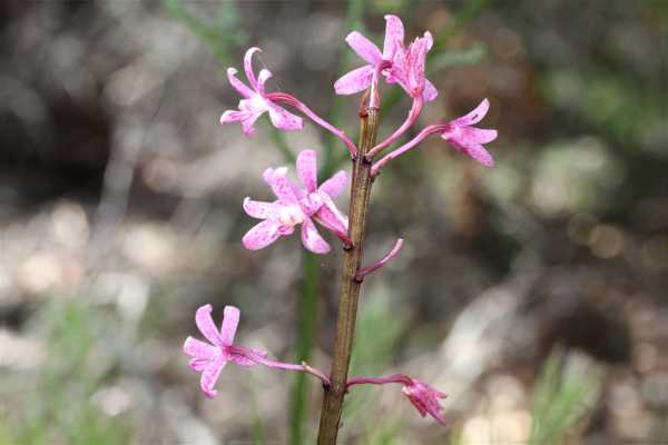 Dipodium punctatum photo