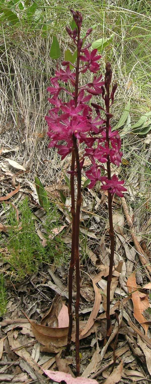 Dipodium punctatum photo