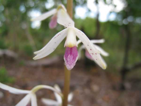 Dipodium stenochilum photo