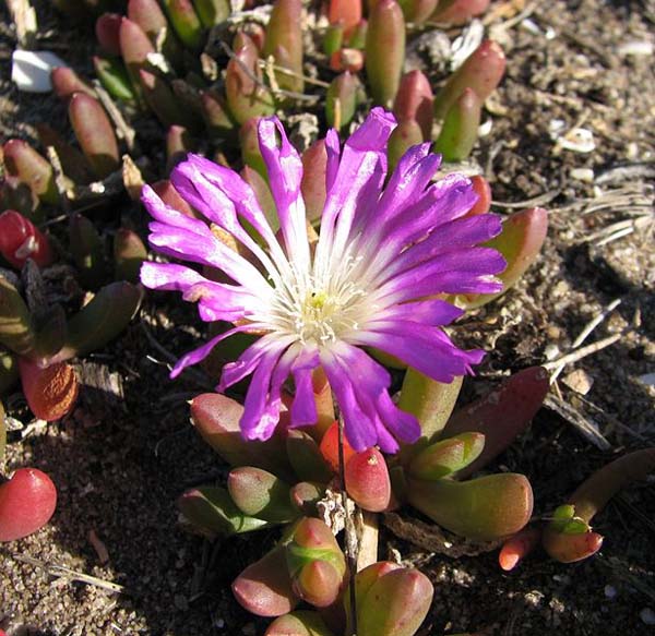 Disphyma crassifolium var clavellatum photo