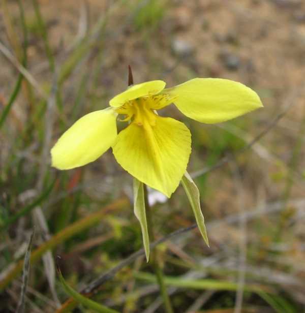 Diuris behrii photo