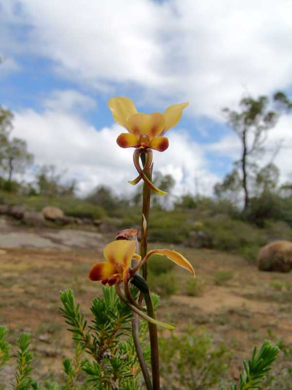 Diuris brumalis photo